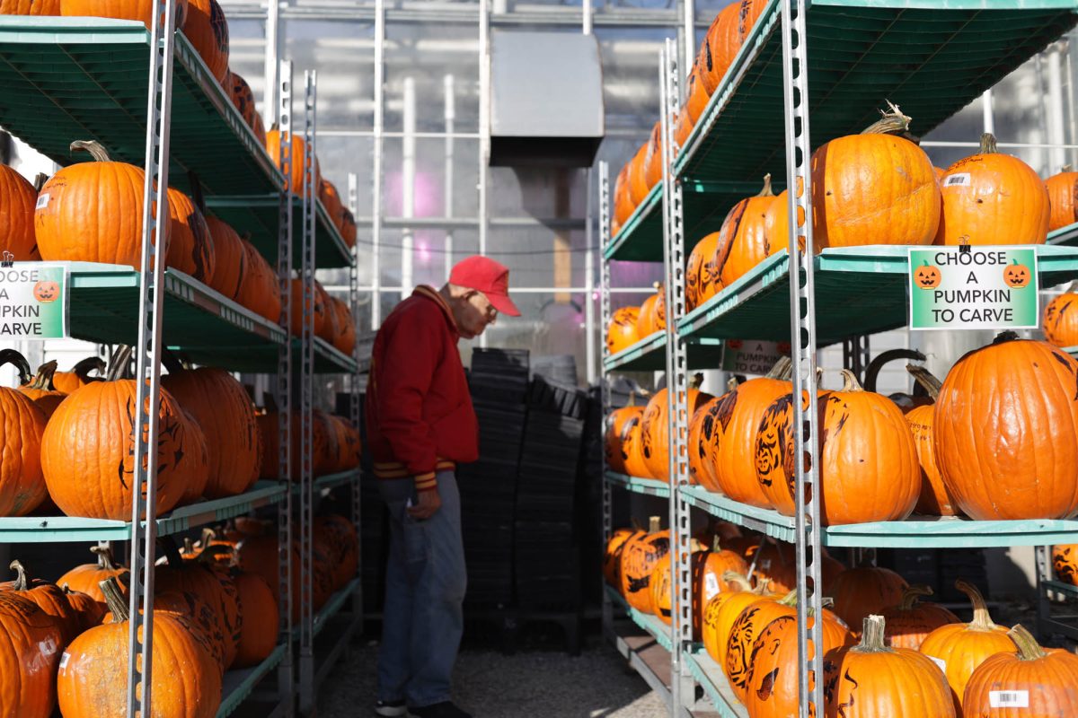 Frank Maly, an Ames resident, has been volunteering his time to carve pumpkins for the past 10 years. Maly plans to carve pumpkins all three days volunteers are needed this year to ready for Spirits in the Gardens. Before becoming a volunteer, Maly worked at Iowa State for 35 years.