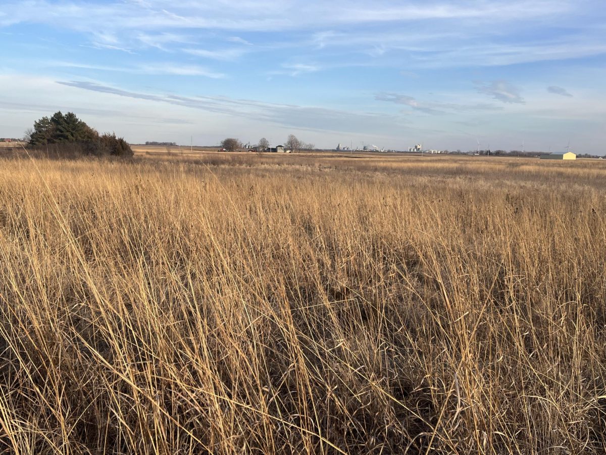 Winter sundown looking east over the restored tallgrass prairie at Jim Ketelsen “Greenwing” Marsh. The coniferous shelterbelt used by many birds and rabbits is visible on the left. (Photo: Jim Colbert)