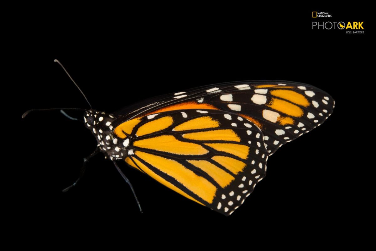 As a boy, Joel Sartore read about passenger pigeons, a once common North American bird that likely numbered in the billions, and had a difficult time understanding why people allowed the pigeon to be hunted to the point of extinction. More than five decades later, Sartore, a photographer for National Geographic and founder of the Photo Ark, is even farther from any understanding. Satore will speak about his career and the Photo Ark work, which aims to photograph all species living in zoos and wildlife sanctuaries, at 6 p.m. Thursday in the Sun Room in the Memorial Union.