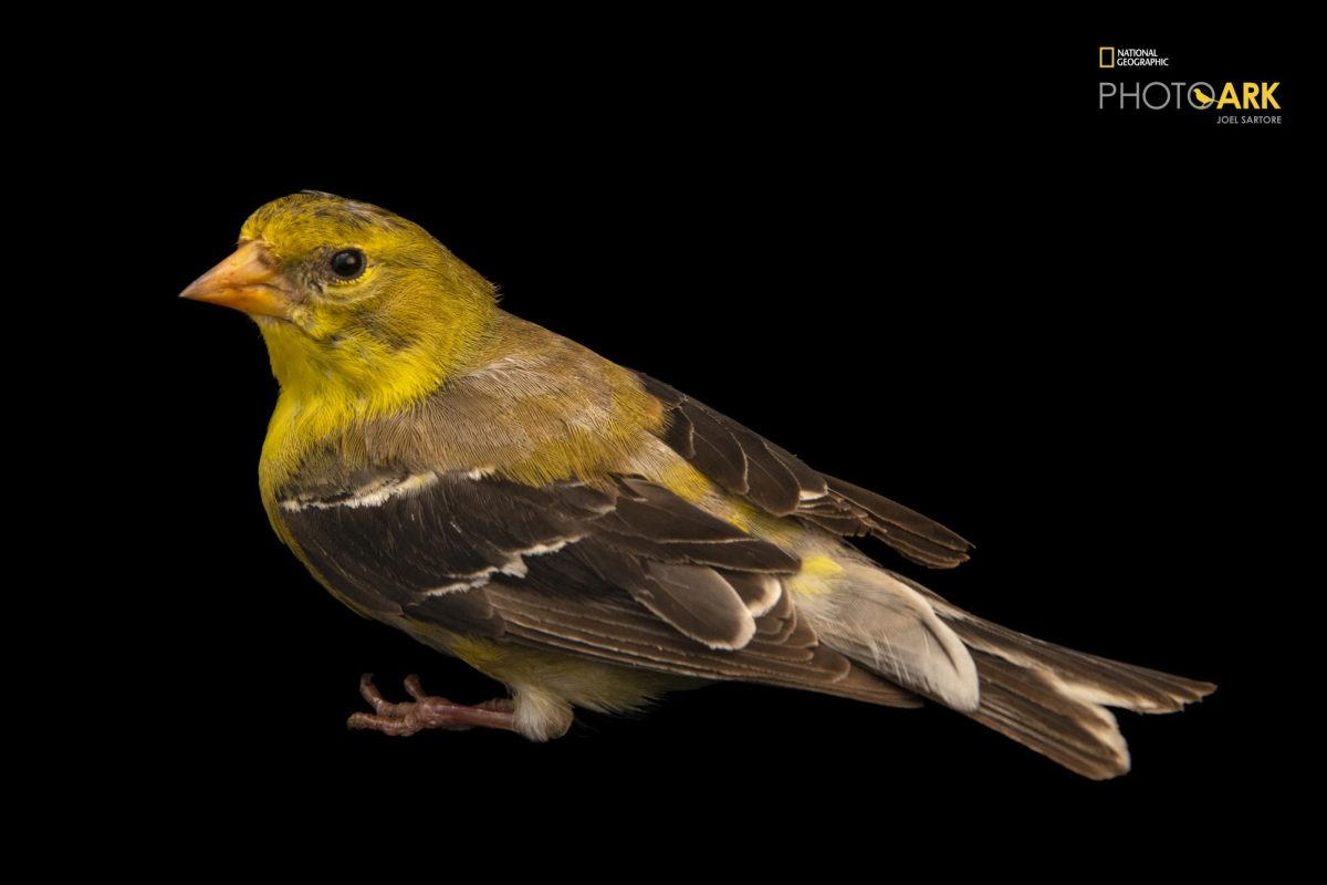 As a boy, Joel Sartore read about passenger pigeons, a once common North American bird that likely numbered in the billions, and had a difficult time understanding why people allowed the pigeon to be hunted to the point of extinction. More than five decades later, Sartore, a photographer for National Geographic and founder of the Photo Ark, is even farther from any understanding. Satore will speak about his career and the Photo Ark work, which aims to photograph all species living in zoos and wildlife sanctuaries, at 6 p.m. Thursday in the Sun Room in the Memorial Union.