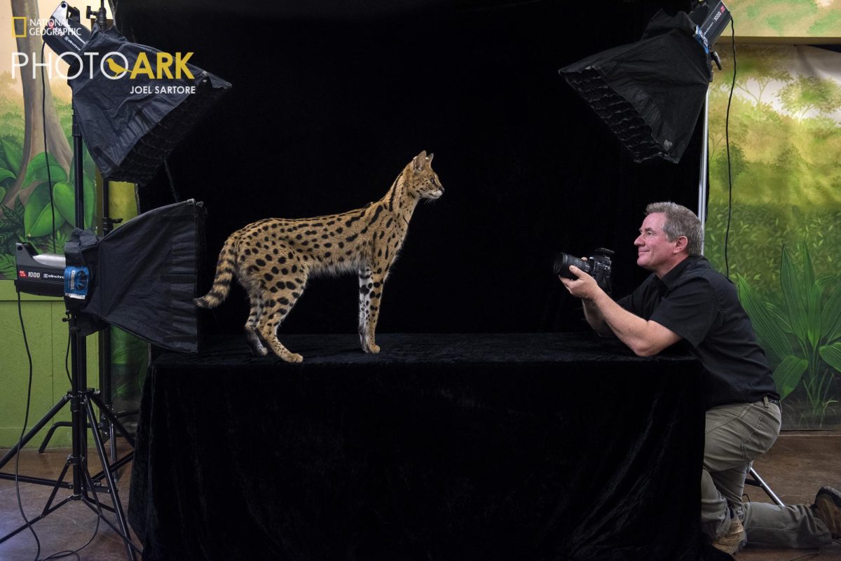 Joel Sartore photographs Johnny, the serval (Leptailurus serval), at the Lincoln Children’s Zoo. (Photo: Cole Sartore)